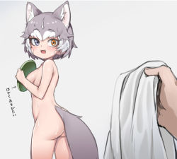 Rule 34 | 1girl, :d, animal ear fluff, animal ears, ass, blue eyes, breasts, completely nude, dog (mixed breed) (kemono friends), dog ears, dog tail, extra ears, fang, frisbee, grey hair, heterochromia, holding, holding towel, kemono friends, looking back, medium breasts, multicolored hair, nude, nyifu, open mouth, orange eyes, pov, pov hands, short hair, simple background, smile, solo focus, tail, towel, two-tone hair, water drop, wet, white hair