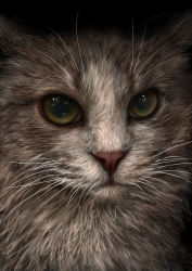 Rule 34 | absurdres, animal, animal focus, bad id, bad pixiv id, black background, cat, cat day, close-up, closed mouth, commentary, green eyes, highres, looking at viewer, nekodosaiun, no humans, original, photorealistic, realistic, simple background