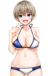 Rule 34 | 1girl, absurdres, bikini, blue bikini, blue eyes, blush, breasts, cleavage, collarbone, commentary request, cowboy shot, fang, hair between eyes, hand up, highres, large breasts, light brown hair, looking at viewer, navel, open mouth, ritsumama 2013, short hair, simple background, smile, solo, swimsuit, two-tone bikini, uzaki-chan wa asobitai!, uzaki hana, white background