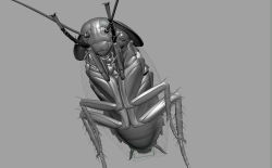 Rule 34 | 3d, animal, antennae, bug, cockroach, insect, monochrome, no humans, okapi, simple background, solo
