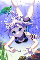 Rule 34 | 1girl, :t, absurdres, adjusting hair, air bubble, animal ear fluff, animal ears, ass, barefoot, black one-piece swimsuit, blue archive, blue eyes, breasts, bubble, competition swimsuit, diving, fish, grey hair, highres, looking at viewer, medium breasts, one-piece swimsuit, shiroko (blue archive), shiroko (swimsuit) (blue archive), solo, submerged, swimming, swimsuit, turtle, underwater