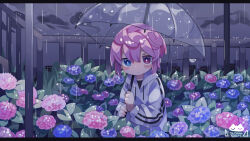 Rule 34 | 1boy, artist logo, artist name, black shirt, blue eyes, blue flower, blush, blush stickers, building, commentary request, cowlick, flower, frown, heterochromia, highres, holding, holding umbrella, hood, hoodie, hydrangea, light frown, long sleeves, looking at viewer, male focus, original, outdoors, overcast, pink eyes, pink flower, pink hair, purple flower, rain, raito-kun (uenomigi), shirt, short hair, sky, solo, striped, transparent, transparent umbrella, uenomigi, umbrella, wet, wet clothes, white hoodie