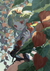 Rule 34 | 1girl, black skirt, black vest, blonde hair, carbonara hontyotyo, chinese lantern (plant), commentary request, fang, fingernails, food, frilled shirt collar, frills, fruit, hair ribbon, hand up, highres, long sleeves, open mouth, red eyes, red ribbon, ribbon, rumia, shirt, short hair, skirt, skirt set, smile, solo, touhou, vest, white shirt