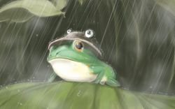 Rule 34 | animal, animalization, frog, hat, leaf, moriya suwako, moriya suwako (frog), no humans, rain, retasu, touhou, wallpaper