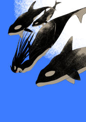 Rule 34 | 1other, absurdres, animal, black skin, blue background, colored skin, fins, full body, highres, long hair, nkvoop, open mouth, orca, original, sharp teeth, simple background, solo, swimming, teeth, underwater, white skin