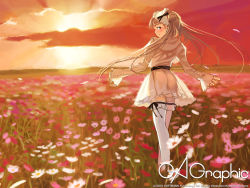 Rule 34 | 1girl, ass, belt, blonde hair, dress, field, flower, flower field, gagraphic, haimura kiyotaka, hairband, lolita hairband, long hair, looking back, no panties, outstretched arms, see-through, short dress, solo, spread arms, sunset, thighhighs, twintails, wallpaper, white thighhighs, zettai ryouiki