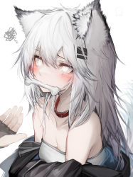 Rule 34 | 1girl, absurdres, animal ears, arknights, bare shoulders, black choker, blush, bone, breasts, choker, cleavage, commentary, grey eyes, hair between eyes, highres, lappland (arknights), long hair, mouth hold, silver hair, simple background, small breasts, solo focus, strapless, tab head, tube top, upper body, white background, wolf ears