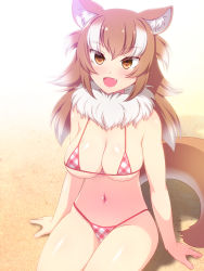 Rule 34 | 10s, 1girl, :d, animal ears, bad id, bad pixiv id, beach, bikini, blush, breasts, brown eyes, brown hair, commentary request, fang, highres, japanese wolf (kemono friends), kemono friends, large breasts, legs together, long hair, looking at viewer, multicolored hair, navel, open mouth, pink bikini, sand, sitting, smile, solo, streaked hair, swimsuit, tail, totokichi, wolf ears, wolf tail