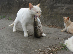 Rule 34 | animal focus, cat, fish, fish (food), fisheye, mouth hold, no humans, photo (medium), tail