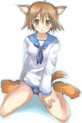 Rule 34 | 1girl, animal ears, animal hands, bad id, bad pixiv id, brown eyes, brown hair, dog ears, dog paws, dog tail, miyafuji yoshika, no pants, one-piece swimsuit, school swimsuit, shiawase usagi, short hair, solo, strike witches, swimsuit, swimsuit under clothes, tail, world witches series