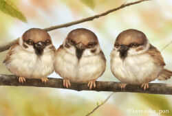 Rule 34 | animal, animal focus, artist name, beak, bird, blurry, blurry foreground, branch, brown eyes, clip studio paint (medium), commentary request, eurasian tree sparrow, feathers, fur, kumaoka pon, leaf, looking at viewer, no humans, original, sparrow