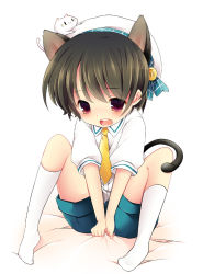 Rule 34 | 1boy, :3, animal, animal ears, animal on head, bad id, bad pixiv id, blush, brown hair, cat, cat ears, cat on head, cat tail, deyuyama, full body, hat, male focus, necktie, on head, open mouth, original, red eyes, short hair, shorts, simple background, socks, solo, tail, white background