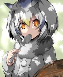 Rule 34 | 10s, 1girl, buttons, coat, commentary request, feathers, fur collar, head wings, kemono friends, long sleeves, looking at viewer, northern white-faced owl (kemono friends), orange eyes, plate, solo, spoon, tsukasawa takamatsu, underwear, utensil in mouth, white hair, wings