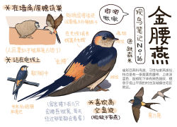 Rule 34 | animal, animal focus, bird, black eyes, chick, chinese commentary, chinese text, closed mouth, commentary request, flying, full body, garlica, highres, information sheet, multiple views, nest, no humans, original, simple background, speech bubble, translation request, white background