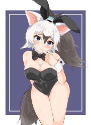 Rule 34 | 1girl, aardwolf (kemono friends), animal ears, arm behind back, bare arms, bare legs, bare shoulders, black bow, black hair, black leotard, blue eyes, blush, bow, bowtie, breasts, cleavage, closed mouth, commentary request, detached collar, fake animal ears, finger to mouth, furrowed brow, grey hair, hair between eyes, hairband, hand up, head tilt, high ponytail, highleg, highleg leotard, highres, kemono friends, leaning forward, leotard, long hair, looking at viewer, medium breasts, multicolored hair, nose blush, playboy bunny, ponytail, rabbit ears, shiny skin, solo, strapless, strapless leotard, sweat, tail, thigh gap, two-tone hair, wonderful waon, wrist cuffs