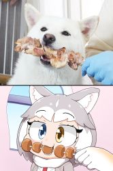 Rule 34 | 2girls, animal ear fluff, animal ears, blue eyes, commentary request, dog, dog (mixed breed) (kemono friends), dog (shiba inu) (kemono friends), dog ears, dog girl, fangs, food, gloves, grey hair, harness, heterochromia, highres, japari bun, kabob, kebab, kemono friends, meat, multicolored hair, multiple girls, nanatidayo, photo-referenced, photo inset, solo focus, two-tone hair, white hair, yellow eyes