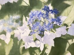 Rule 34 | blue flower, day, flower, highres, leaf, no humans, original, plant, plant focus, shadow, sunlight, toyonaga ryouhei, water, white flower