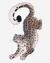 Rule 34 | animal, animal focus, closed mouth, from side, full body, highres, looking afar, no humans, norapotwora, original, pawpads, simple background, snow leopard, snow leopard ears, snow leopard tail, tail, top-down bottom-up, white background
