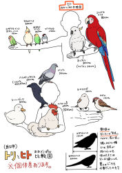 Rule 34 | 1other, animal, animal on arm, animal on hand, animal request, bird, bird request, budgerigar (bird), chicken, commentary request, crow, duck, java sparrow, long-tailed tit, mattaku mousuke, multiple views, original, parakeet, parrot, pigeon, silhouette, simple background, tit (bird), translation request, white background