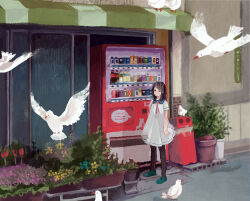 Rule 34 | 1girl, arms at sides, awning, bird, black hair, black pantyhose, blue sailor collar, brick, can, canned coffee, dress, drink can, flower, highspeed fujimori, looking at viewer, medium hair, neck ribbon, original, outdoors, pantyhose, plant, potted plant, purple flower, red flower, red ribbon, red tulip, ribbon, sailor collar, seagull, shoes, solo, spread wings, standing, trash can, tulip, vending machine, white bird, white dress, window, yellow flower