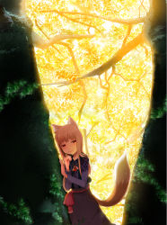 Rule 34 | 00s, animal ears, brown hair, forest, holo, long hair, m-hit, nature, red eyes, solo, spice and wolf, tail, wolf ears, wolf tail