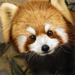 Rule 34 | animal, brown eyes, close-up, derivative work, grass, leaf, looking at viewer, no humans, nose, original, photorealistic, realistic, red panda, solo, usatan (artist), whiskers