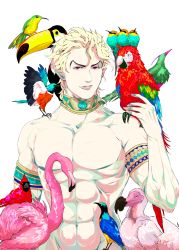 Rule 34 | 1boy, abs, absurdres, animal, animal on shoulder, armband, bad id, bad pixiv id, bird, bird on shoulder, blonde hair, boorunrun, cardinal (bird), dio brando, dodo (bird), earrings, flamingo, groin, highres, hummingbird, jewelry, jojo no kimyou na bouken, male focus, muscular, navel, neck ring, parrot, pointy ears, red eyes, simple background, solo, topless male, toucan, upper body, white background