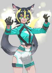 Rule 34 | 1girl, :3, :d, absurdres, animal ear fluff, animal ears, belt, black gloves, black hair, blonde hair, claw pose, commentary, cowboy shot, gloves, green eyes, grey background, hair between eyes, hands up, highres, hip vent, kemono friends, long sleeves, looking at viewer, midriff, multicolored hair, multiple tails, navel, open belt, open mouth, raijuu (kemono friends), short hair, shorts, simple background, smile, solo, tail, tanabe (fueisei), two-tone hair, two tails