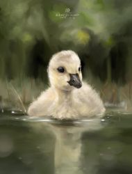 Rule 34 | animal, animal focus, artist name, bird, black eyes, chinese commentary, closed mouth, dated, duck, duckling, grass, highres, no humans, original, pet, procreate (medium), realistic, reflection, swimming, tienai, tree, water