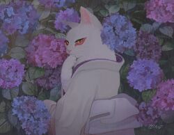 Rule 34 | animal, animal focus, blue flower, cat, closed mouth, clothed animal, commentary, covering own mouth, english commentary, eyeliner, flower, from behind, hydrangea, japanese clothes, kimono, long sleeves, looking at viewer, looking back, makeup, nature, nekoe onomai, no humans, obi, original, pink flower, purple flower, rain, sash, signature, upper body, white cat, white kimono, yellow eyes
