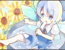 Rule 34 | 1girl, barefoot, baron (x5qgeh), bathing, blue dress, blue eyes, blue hair, bow, bucket, cirno, dress, flower, hair bow, ice, ice wings, in bucket, in container, matching hair/eyes, open mouth, popsicle, puffy short sleeves, puffy sleeves, shirt, short sleeves, solo, sunflower, touhou, water, wings