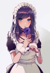 Rule 34 | 1girl, apron, bad id, bad pixiv id, blue eyes, blush, buttons, chizuru (ambient), dress, flower, frills, highres, holding, holding flower, long hair, looking at viewer, maid, maid apron, maid headdress, original, puffy sleeves, purple dress, purple flower, purple hair, signature, solo, swept bangs, white apron, white background, wrist cuffs
