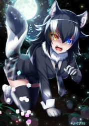 Rule 34 | 10s, 1girl, all fours, angry, animal ears, black hair, blue eyes, blush, breasts, fangs, full body, fur collar, gloves, glowing, glowing eyes, grey wolf (kemono friends), heterochromia, highres, kemono friends, large breasts, long hair, long sleeves, looking at viewer, moon, multicolored hair, nature, necktie, omoomomo, open mouth, skirt, solo, tail, two-tone hair, wolf ears, wolf tail, yellow eyes