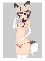 Rule 34 | 10s, 1girl, african wild dog (kemono friends), african wild dog print, alternate costume, animal ears, bikini, black eyes, black hair, blush, bow, bowtie, breasts, dog ears, dog tail, elbow gloves, gloves, gradient hair, grey hair, highres, kemono friends, looking at viewer, micro bikini, mudou eichi, multicolored hair, navel, short hair, simple background, sketch, small breasts, solo, swimsuit, tail, thighhighs, translation request, two-tone hair, white gloves, white thighhighs