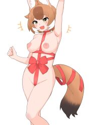 Rule 34 | 1girl, :d, absurdres, animal ears, arm up, armpits, blush, bow, breasts, brown eyes, brown hair, cameltoe, christmas, cleft of venus, contrapposto, dhole (kemono friends), dog ears, dog girl, dog tail, highres, illu (illu stratos), kemono friends, large breasts, multicolored hair, naked ribbon, nipples, open mouth, red ribbon, ribbon, smile, solo, tail, two-tone hair, white hair, wrapped up