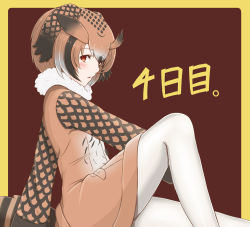 Rule 34 | 10s, 1girl, blush, brown background, brown coat, brown eyes, brown hair, buttons, coat, eurasian eagle owl (kemono friends), framed, from side, fur collar, gloves, head wings, highres, kemono friends, long sleeves, looking at viewer, multicolored hair, outside border, pantyhose, pocket, short hair, sitting, solo, temari rin, white gloves, white hair, white pantyhose, wings