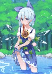 Rule 34 | 1girl, akagashi hagane, blue dress, blue eyes, blue hair, bow, cirno, day, dress, flower, hair between eyes, hair bow, ice, ice wings, looking at viewer, morning glory, mouth hold, nature, outdoors, puffy short sleeves, puffy sleeves, red ribbon, ribbon, short hair, short sleeves, solo, sunflower, touhou, wading, water, wet, wet clothes, wings, wringing clothes
