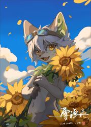 Rule 34 | 1boy, absurdres, animal ear fluff, animal ears, backlighting, blue sky, chinese commentary, claws, cloud, falling petals, fangs, field, flower, flower field, goggles, goggles on head, hair between eyes, highres, holding, holding flower, male focus, navel, open mouth, original, petals, short hair, signature, sky, solo, sunflower, white hair, wolf boy, wolf ears, xuechan9, yellow eyes