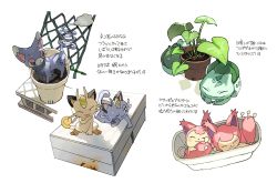 Rule 34 | alolan form, alolan meowth, blue eyes, bulbasaur, cat, closed mouth, commentary request, creatures (company), closed eyes, fang, fang out, flower pot, game freak, gen 1 pokemon, gen 3 pokemon, gen 4 pokemon, gen 7 pokemon, glameow, looking back, meowth, newo (shinra-p), nintendo, one eye closed, pokemon, pokemon (creature), skitty, smile, soil, sweatdrop, tongue, tongue out, translation request