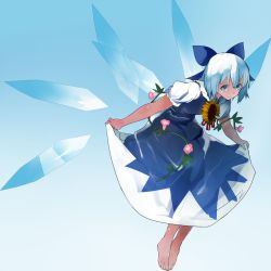 Rule 34 | 1girl, barefoot, blue dress, blue eyes, blue hair, bow, cirno, clothes lift, dress, dress lift, flower, full body, hair bow, hidden star in four seasons, highres, ice, ice wings, ikurauni, lifting own clothes, looking at viewer, morning glory, puffy short sleeves, puffy sleeves, short hair, short sleeves, solo, sunflower, tanned cirno, touhou, wings