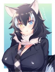 Rule 34 | &gt;:(, 10s, 1girl, alternate breast size, animal ears, black hair, blue background, blue eyes, blush, border, breasts, character name, cleavage, collar, eno yukimi, eyebrows, eyelashes, fang, fang out, frown, fur collar, grey wolf (kemono friends), hair between eyes, heterochromia, huge breasts, kemono friends, lips, long hair, long sleeves, looking at viewer, multicolored hair, necktie, outside border, plaid, plaid necktie, plaid neckwear, simple background, solo, tail, tsurime, two-tone hair, upper body, v-shaped eyebrows, white border, white hair, wolf ears, wolf tail, yellow eyes