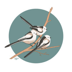 Rule 34 | animal focus, artist name, bird, branch, finnish commentary, kirjonkutoja, no humans, simple background, standing on branch, two-tone background, white background