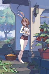 Rule 34 | 1girl, basket, belt, black belt, black shorts, bow, braid, brown eyes, brown hair, building, commentary, ear bow, english commentary, food, fruit, full body, hair between eyes, highres, holding, holding food, holding fruit, lantern, long hair, looking at viewer, no shoes, no socks, orange (fruit), orange tree, original, outdoors, plant, potted plant, shirt, shorts, sleeveless, sleeveless shirt, solo, stairs, standing, timbougami, tomato, tree, twin braids, white shirt