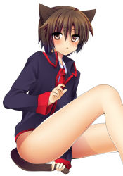 Rule 34 | 1boy, :&lt;, androgynous, animal ears, bad id, bad pixiv id, blush, bob cut, bottomless, brown eyes, brown hair, cat boy, cat ears, cat tail, lagme, little busters!, male focus, masayu, naoe riki, necktie, school uniform, short hair, solo, tail, white background