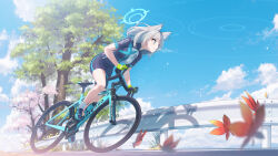 Rule 34 | 1girl, absurdres, animal ears, arukiru, bicycle, blue archive, blue eyes, cherry blossoms, closed mouth, day, extra ears, grey hair, guard rail, highres, leaf, maple leaf, medium hair, outdoors, riding, riding bicycle, shiroko (blue archive), shiroko (cycling) (blue archive), solo, tree, wolf ears