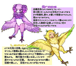 Rule 34 | 2girls, bachikin (kingyo155), bird legs, bird tail, blonde hair, blush, claws, commentary request, fangs, feathered wings, feathers, food-themed creature, grape (bachikin), harpy, highres, lemon (bachikin), monster girl, multiple girls, neck fur, original, pink eyes, purple feathers, purple hair, purple wings, short hair, simple background, tail, talons, translation request, white background, winged arms, wings, yellow eyes, yellow feathers, yellow wings
