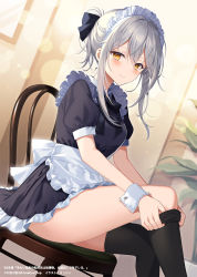 Rule 34 | 1girl, apron, black dress, black ribbon, black thighhighs, blurry, blurry background, blush, character request, closed mouth, copyright name, copyright request, dress, dressing, dutch angle, frilled apron, frilled dress, frills, grey hair, hair between eyes, hair ribbon, highres, indoors, light smile, long hair, looking at viewer, maid, maid headdress, myusha, official art, on chair, plant, ponytail, potted plant, ribbon, short sleeves, sidelocks, sitting, smile, solo, thighhighs, thighs, waist apron, watermark, white apron, wrist cuffs, yellow eyes