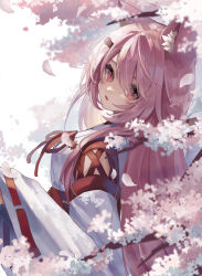 Rule 34 | 1girl, :o, absurdres, animal ears, blush, cat ears, cherry blossoms, falling petals, hair between eyes, hair intakes, hair ornament, hairclip, highres, japanese clothes, kimono, long hair, looking at viewer, looking back, nijisanji, nontraditional miko, obi, official alternate costume, official alternate hairstyle, open mouth, oumiomi, petals, pink eyes, pink hair, red ribbon, red sash, ribbon, sash, shiina yuika, shiina yuika (3rd costume), sidelocks, solo, swept bangs, virtual youtuber, white background, white kimono