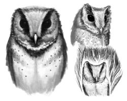 Rule 34 | animal focus, barn owl, beak, bird, greyscale, kahadu (kawazu), looking at viewer, monochrome, multiple views, no humans, original, owl, simple background, sketch
