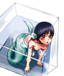 Rule 34 | 1girl, arm support, bent over, black eyes, black hair, blush, breasts, chestnut mouth, dutch angle, fins, from above, full body, head fins, in container, mermaid, mini person, minigirl, monster girl, open mouth, original, oyatsu (mk2), partially submerged, scales, see-through, short hair, simple background, small breasts, solo, water, white background